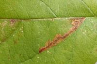 Stigmella incognitella