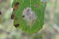 Phyllonorycter corylifoliella