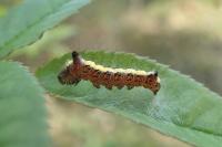 Acronicta psi