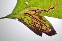Stigmella regiella