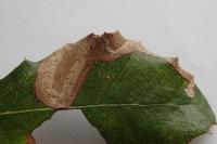 Stigmella suberivora