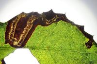 Stigmella suberivora