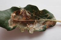 Acrocercops brongniardella