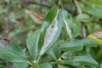 Phyllonorycter leucographella