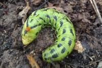 Agrius convolvuli