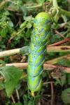 Acherontia atropos