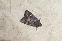 Dryobota labecula