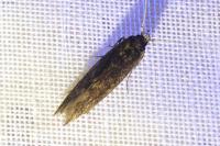 Opogona omoscopa
