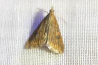 Udea ferrugalis