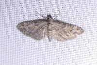 Gymnoscelis rufifasciata