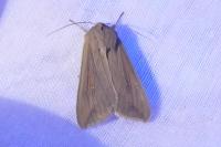 Mythimna unipuncta
