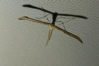 Emmelina argoteles/monodactyla