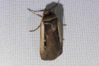 Ochropleura leucogaster