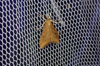 Udea ferrugalis
