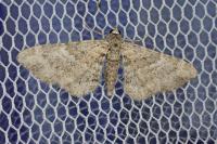 Gymnoscelis rufifasciata