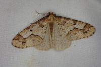 Erannis defoliaria