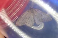 Epirrita dilutata