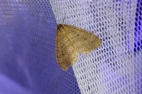 Operophtera brumata