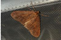 Erannis defoliaria