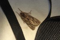 Asteroscopus sphinx