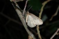 Operophtera brumata