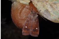 Eupsilia transversa