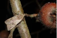Leptologia blidaensis
