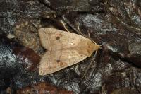 Leptologia blidaensis