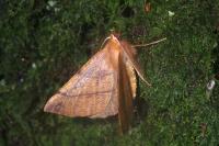 Colotois pennaria