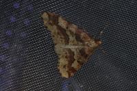 Erannis defoliaria
