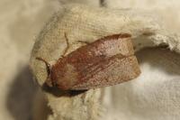 Conistra ligula
