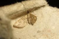 Gymnoscelis rufifasciata