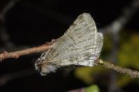 Phigalia pilosaria