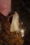 Mythimna unipuncta