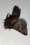 Poecilocampa populi