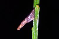 Coleophora calycotomella