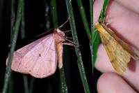 Phigaliohybernia aurantiaria