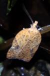 Acleris ferrugana/notana