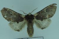 Notodonta dromedarius