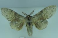 Stauropus fagi