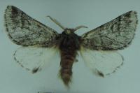 Thaumetopoea pityocampa