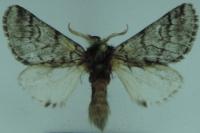 Thaumetopoea pityocampa