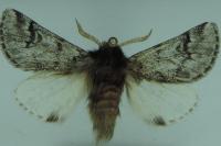Thaumetopoea pityocampa
