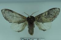 Notodonta tritophus