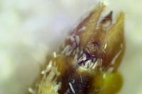 Epirrita dilutata