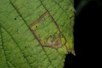 Stigmella microtheriella