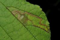 Stigmella microtheriella