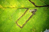 Stigmella ulmivora
