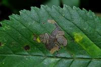 Stigmella viscerella