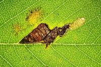 Stigmella viscerella